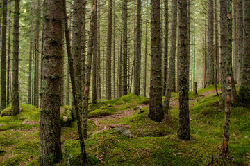 Obraz premium footpath in the forest