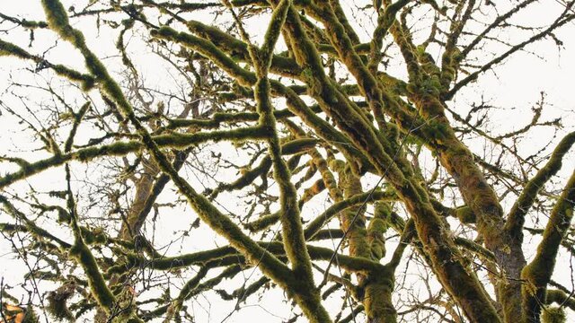 Tree Branches Covered with Pacific Northwest Moss in Mt Baker Snoqualmie National Forest