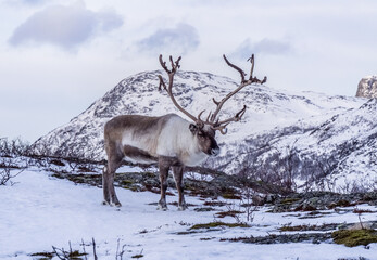 Reindeer with big antlers in winter scenery.