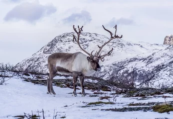 Door stickers Reindeer Reindeer with big antlers in winter scenery.