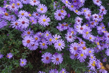 Delicate violet flowers of Michaelmas daisies in October