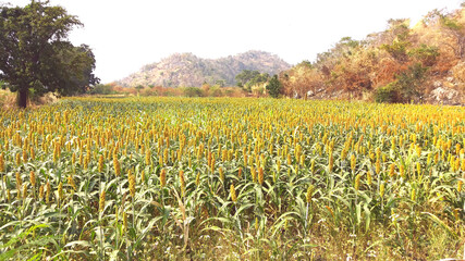 Rice cultivation between valleys and plains It is a group of grasses in genus sorghum, some cultivated for both human and animal food. There are cultivated areas in temperate areas around the world. A