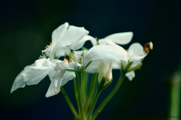 Fototapeta na wymiar Weiße Blume