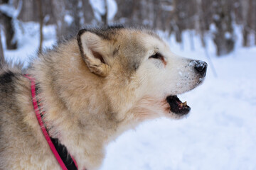 Close-up of an Alaskan Malamute