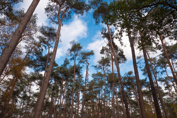 clearing in the forest with a blue sky and white clouds photo taken in autumn