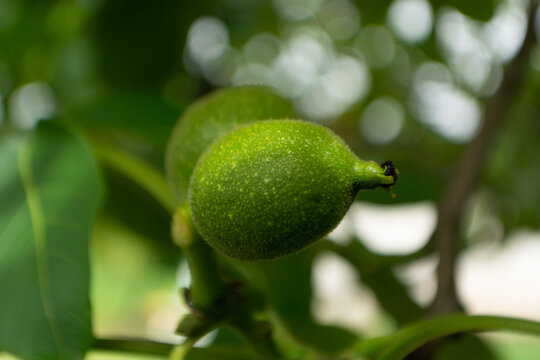 nut branch and fruit, very green and fresh