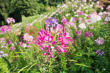 Cleome spinosa