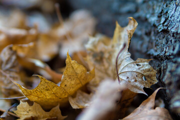 Autumn yellow leaves in the wood. Close-up