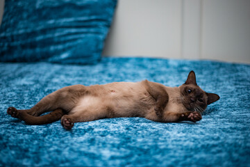 kitten scottish british cat burma munchkin animals
