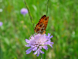 Dostojka selene (Boloria selene) na łace na kwiatku Świerzbnicy polnej (Knautia arvensis (L.)