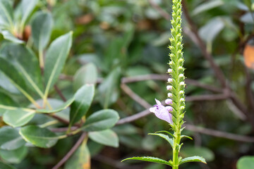 道端に咲く花虎の尾(ハナトラノオ)(別名：カクトラノオ、フィソステギア)