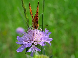 Dostojka selene (Boloria selene) na łace na kwiatku Świerzbnicy polnej (Knautia arvensis (L.)