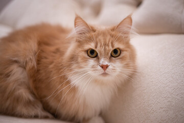 Fototapeta na wymiar kitten scottish british cat burma munchkin animals Red-headed cat redhead