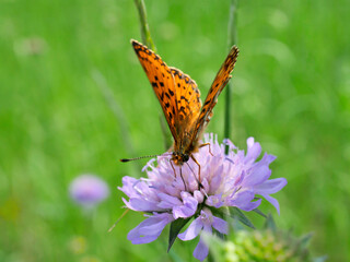 Dostojka selene (Boloria selene) na łace na kwiatku Świerzbnicy polnej (Knautia arvensis (L.)