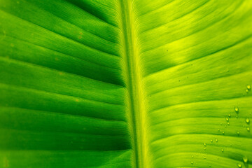 natural green textures for wallpaper, protates of books or phrases