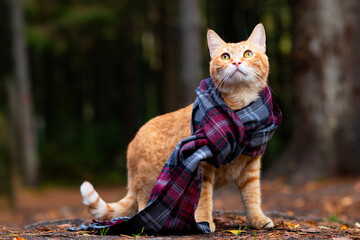 portrait, close-up of a ginger cat in a scarf, in the rays of the sun on a forest background....