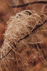 First frosts. An icy panicle of a cereal plant.