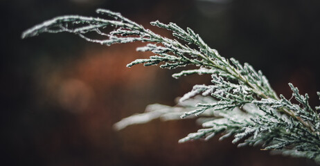 Icy twig of thuja on a dark background in December