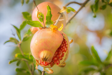 Cracked ripe juicy natural organic bio pomegranate hangs on a branch in sunny Turkey in autumn.