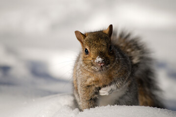 Ecureuil dans la neige regardant l'objectif.