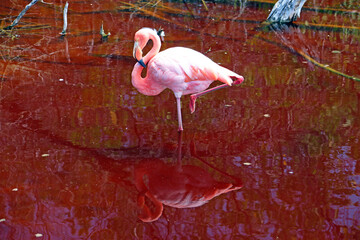 The Galapagos Flamingo and Red Lagoon