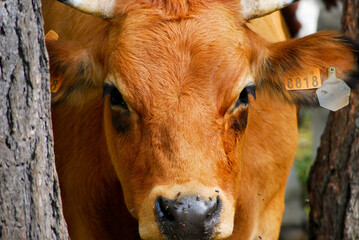 Une vache de race "blonde de galice" prise de face, au soleil. Prise entre deux arbres, la tête est cadrée assez serrée entre le bas des cornes et le museau.