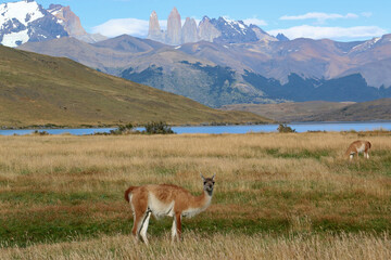 Naklejka na ściany i meble Guanacas and the Beautiful Landscape of Patagonia