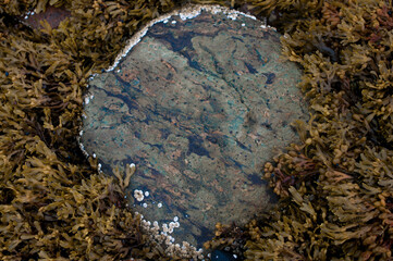 sea turquoise seaweed stone low tide kelp low tide white sea outdoor texture pattern Decor nature plants sea wallpaper background august 2015