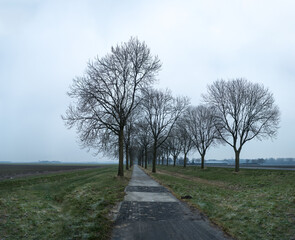 Silhouettes of trees standing in a line with a path and frozen grassland