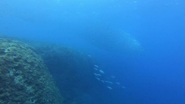 Little tuna fishes chasing a sardines baitball 