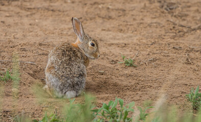 wild young rabbit in grass