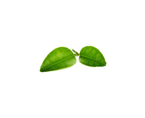 green leaf ​isolated on white​ background.