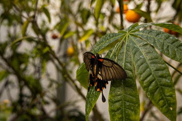 Colorful butterfly standing on a plant leaf