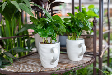 Small flower plant in a tea cup on a shelf in a plant store. Shopping for trendy and creative small pot flowers and home design concept. Selective focus, copy space