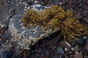 sea stone and seaweed seaweed wildlife outdoor art beauty travel wallpaper background texture white sea north august 2015