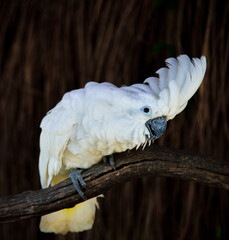 Cacatua galerita - Sulphur-crested Cockatoo sitting on the branch. Big white and yellow cockatoo © phongsakon