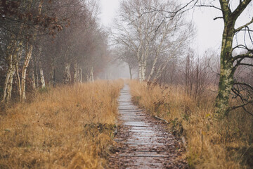 Wooden hiking trail in the north of Germany.