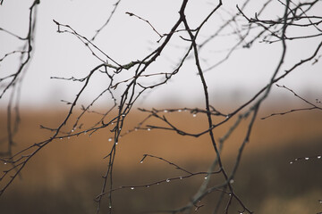 Drops glisten on a tree branch in autumn. The mood of despondency.