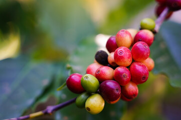Selective focus fresh coffee beans raw food from natural good beverage the colorful seed in agriculture farm growing in countryside of Thailand