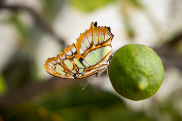 Fototapeta na wymiar Colorful butterfly standing on a plant leaf