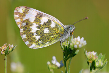 Resedafalter (Pontia edusa) oder Reseda-Weißling auf Blüte