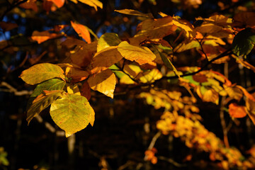 Orange beech leaves in the morning sun.