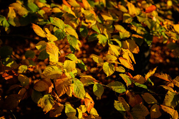 Orange beech leaves in the morning sun.