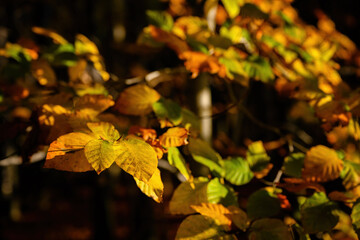 Orange beech leaves in the morning sun.