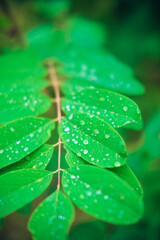Green fern leaf with dew drops