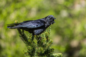 black raven in rain