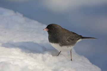 Dark Eyed Junco bird in the snow