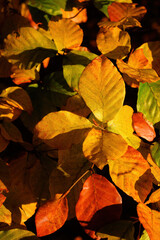 Orange beech leaves in the morning sun.