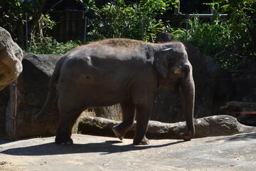 Fototapeta premium Taipei Zoo in Taipei, Taiwan