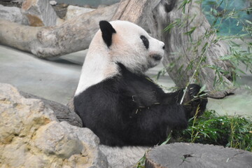 Obraz premium Taipei Zoo in Taipei, Taiwan